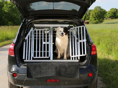 What are the rules for driving with dogs in cars?