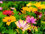 BMW 4 Series 420I M SPORT 4