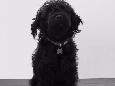 Dino the Dog - Official Charmer