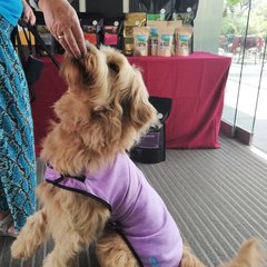 Real food for your four-legged best friend 3