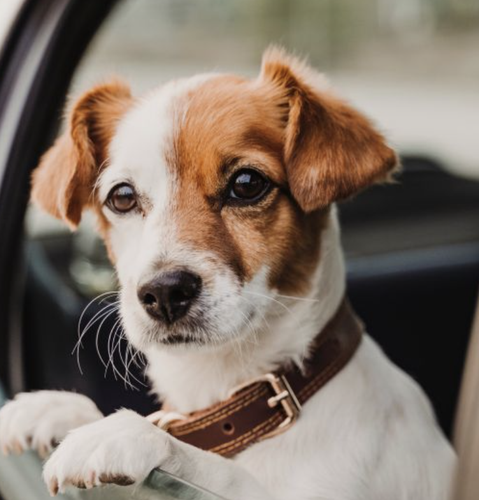 Tips to make your car more dog-friendly