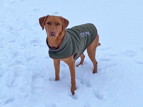 SEEKER UK dog coat comes in handy!