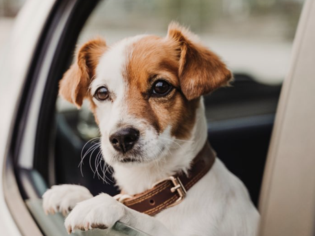 Tips to make your car more dog-friendly