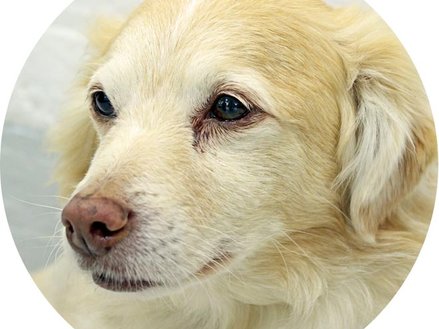 In memory of George the dog (Top dog)