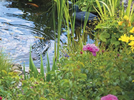 Create a wildlife-friendly water garden