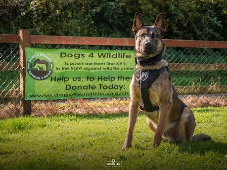 Taking a lead in the war on poaching