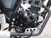 Mutt Akita 125 Pre-registered 21