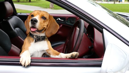 Dog friendly car searches soar in 2022