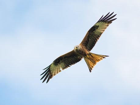 Soaraway success: Iolo on the great Welsh survivor