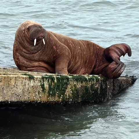 Where's Wally? West Wales biggest visitor makes a splash