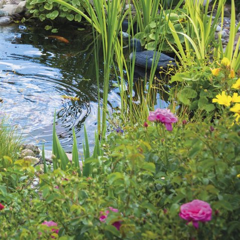 Create a wildlife-friendly water garden