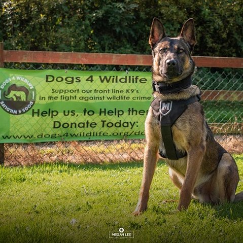 Taking a lead in the war on poaching