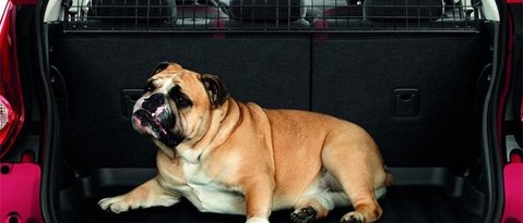 Dog Guard