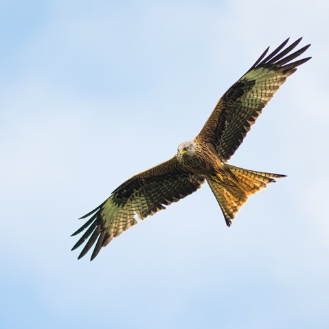 Soaraway success: Iolo on the great Welsh survivor