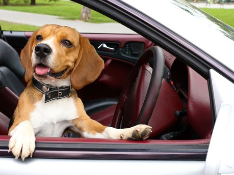 Dog friendly car searches soar in 2022