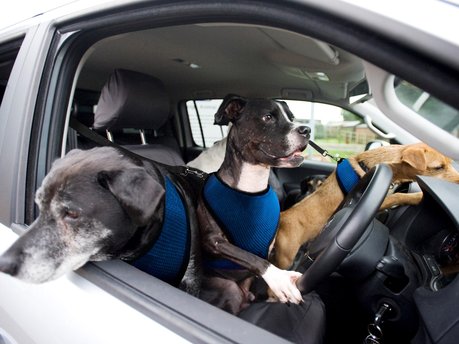 Top 3 Best Vans for Dog Groomers & Walkers