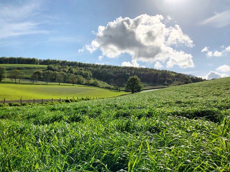 Discover the beauty of the South Downs National Park