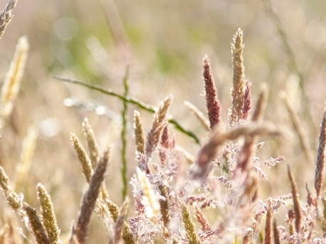 Hay Fever Is A Driving Hazard!