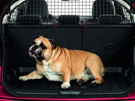 Dog Guard