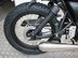 Mutt Mastiff 125 Pre-registered 13