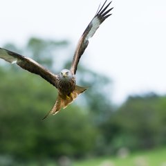 Soaraway success: Iolo on the great Welsh survivor