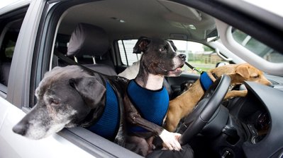 Top 3 Best Vans for Dog Groomers & Walkers